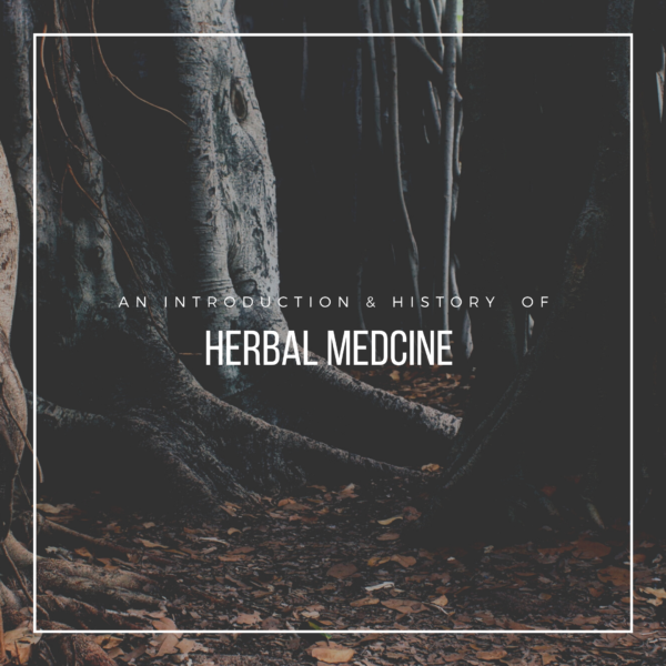 Herbal Medicine 101